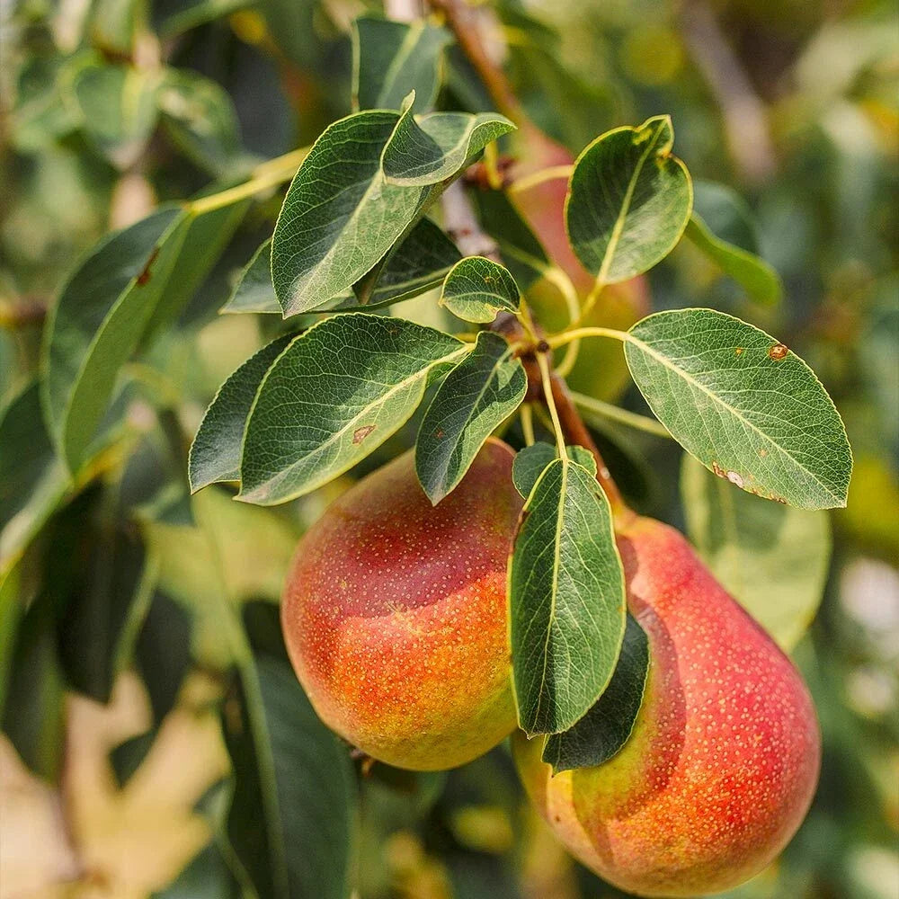 Forelle Pear Seeds - Edible Pyrus Pyrifolia Fruit Tree Seeds for Home Garden, Deciduous Tree, Full Sun, Pack of 10