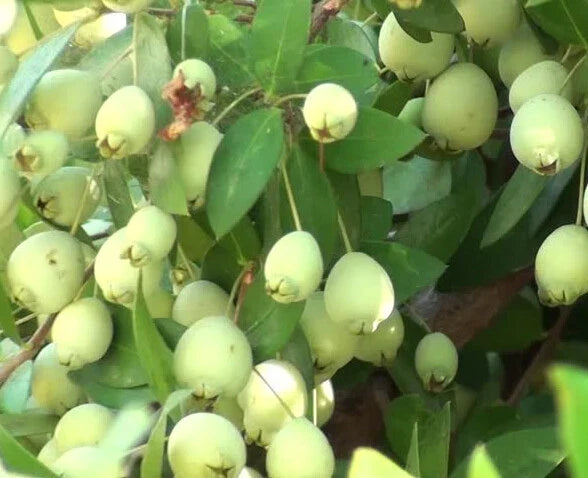 True White Sweet Myrtle Seeds - Myrtus communis L. Aromatic Shrub for Gardens & Landscaping, 25 Seeds