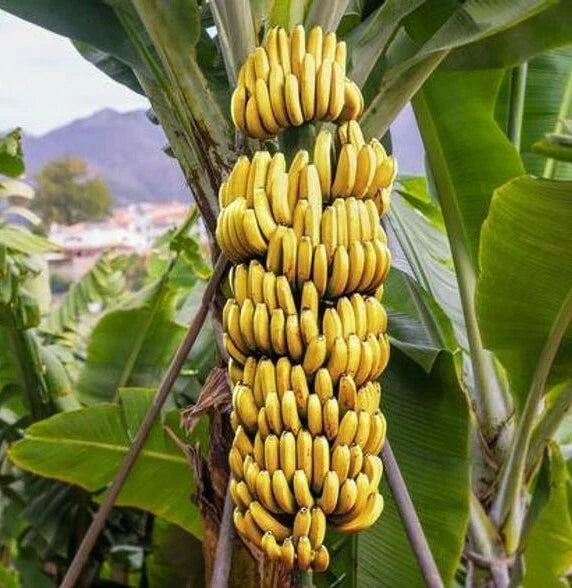 Live Dwarf Cavendish Banana Starter Plant - Healthy Musa acuminata for Home Gardens