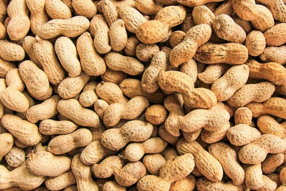 Peanut Seeds in Shell - 20 Count for Planting | Arachis hypogaea