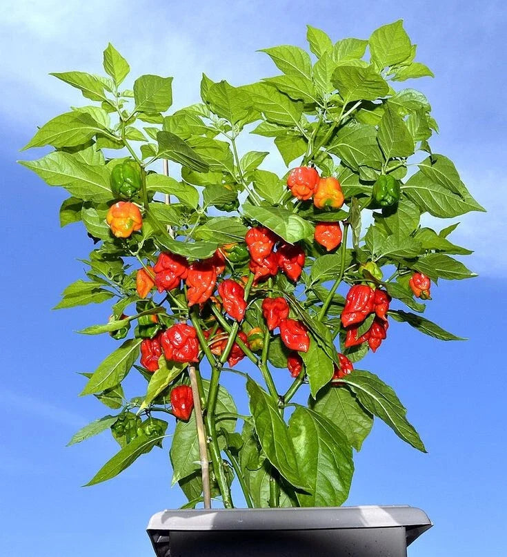 Carolina Reaper Pepper Plants Set of 2 | Live Starter Plants | Capsicum chinense | Extreme Heat, Fiery Red