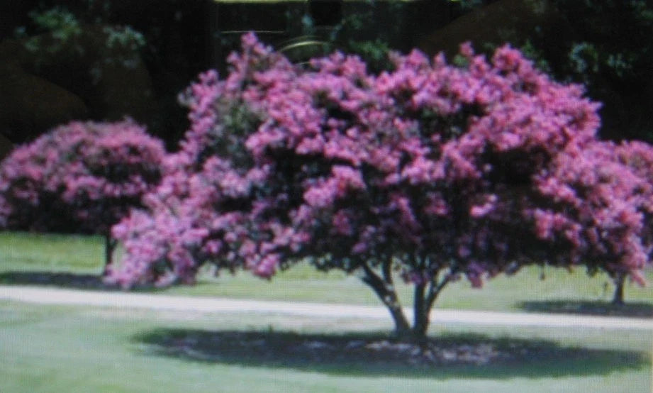 Crepe Myrtle Seeds - 20 Count - Showy Flowers in Pink, Purple, White, Red - Lagerstroemia indica Garden Plant