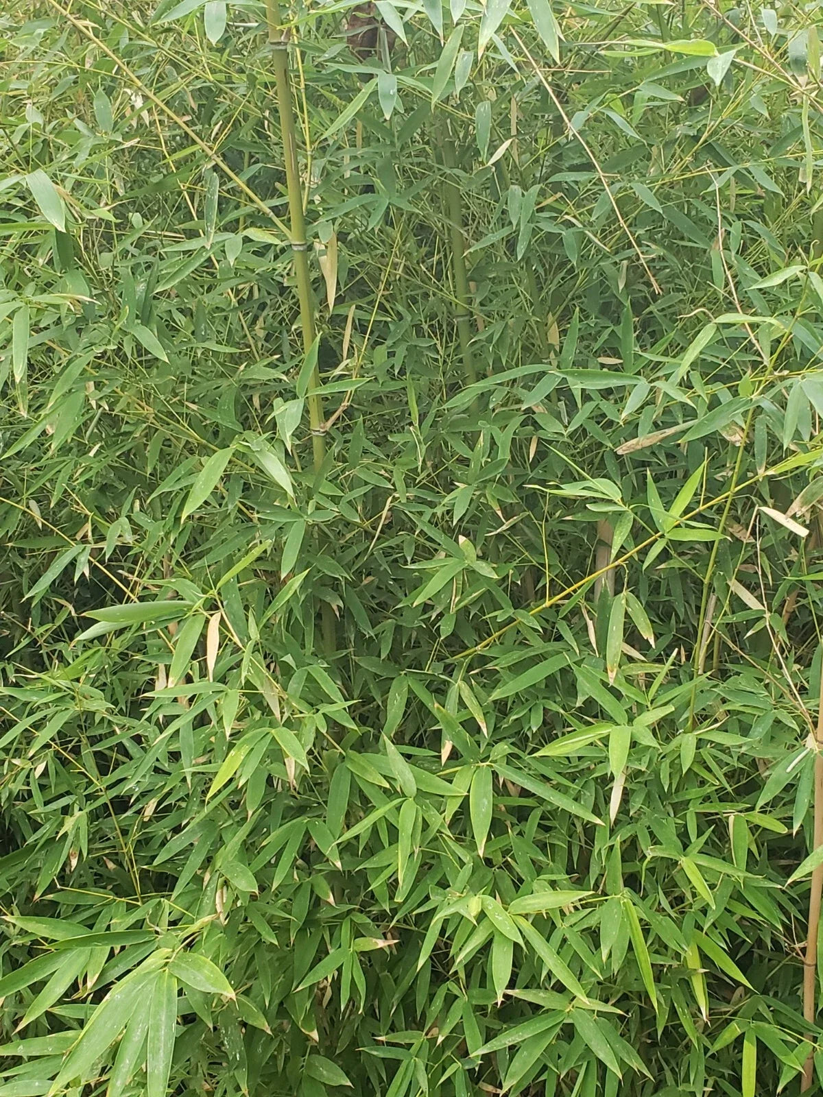 Live Bamboo Roots for Privacy Fencing, Landscaping & Erosion Control – Bambusoideae Poaceae