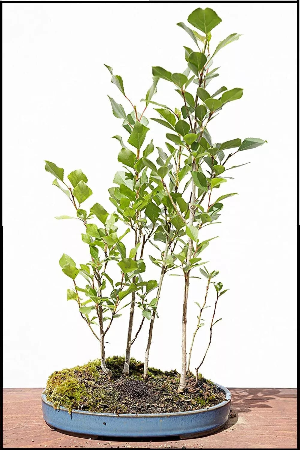 Silver Poplar Bonsai Tree Cuttings - Forest Format for Indoor/Outdoor - Populus alba