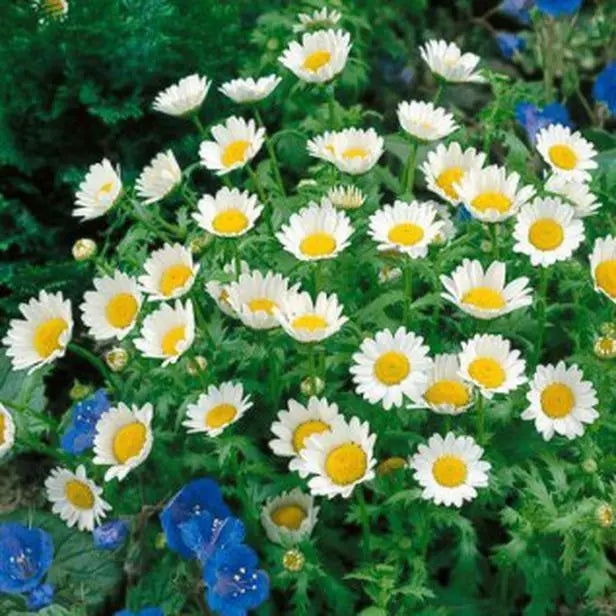 Creeping Daisy Seeds - Dwarf Ground Cover - Vibrant Yellow Flowers - Engelmannia peristenia - 215 Seeds