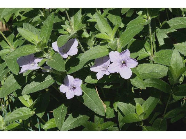 Ruellia humilis Hairy Wild Petunia Roots - 12 Pack Native Perennial, Drought-Tolerant Ground Cover
