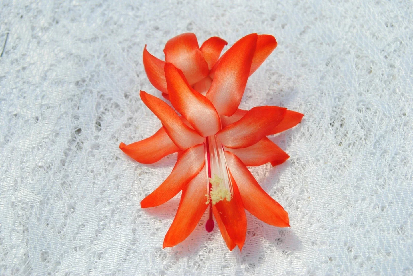 Christmas Cactus Starter Plant - Schlumbergera Truncata - Well-Rooted, Vibrant Holiday Blooms for Indoor Decor or Gifting