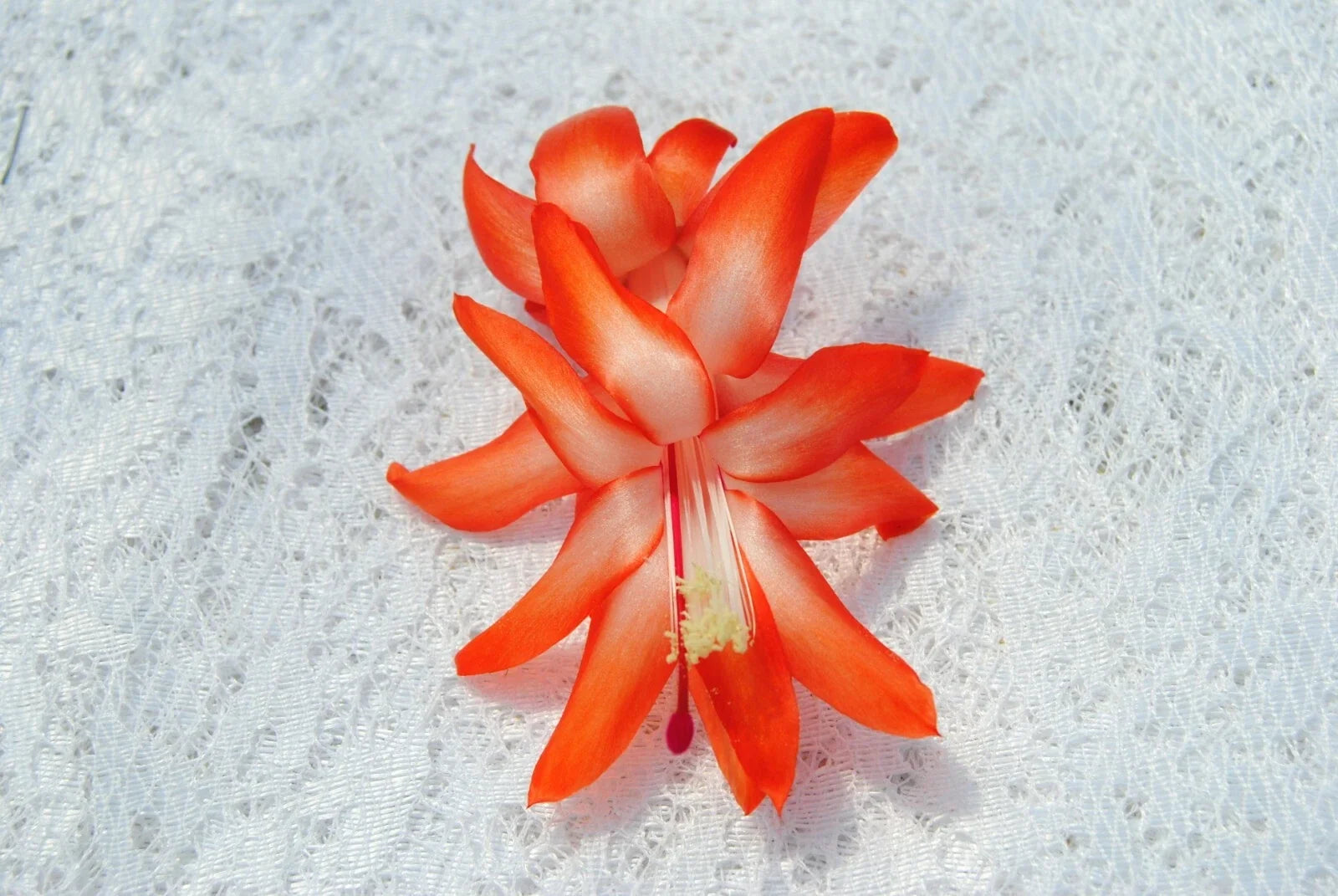 Christmas Cactus Starter Plant - Schlumbergera Truncata - Well-Rooted, Vibrant Holiday Blooms for Indoor Decor or Gifting