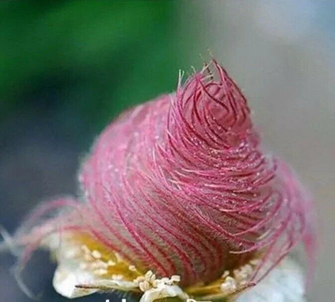 Prairie Smoke Seeds - 40 Rare Geum Triflorum Flower Seeds for Bonsai & Garden Cultivation
