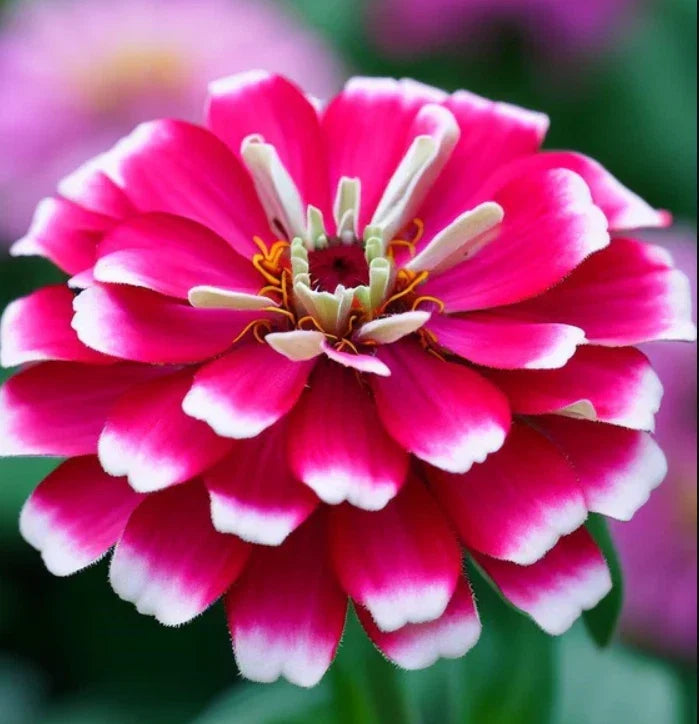 Zinnia Seeds - 100 Pack - ICE QUEEN Bi-Color Pink & White - Attracts Butterflies & Hummingbirds - Non-GMO - Zinnia elegans