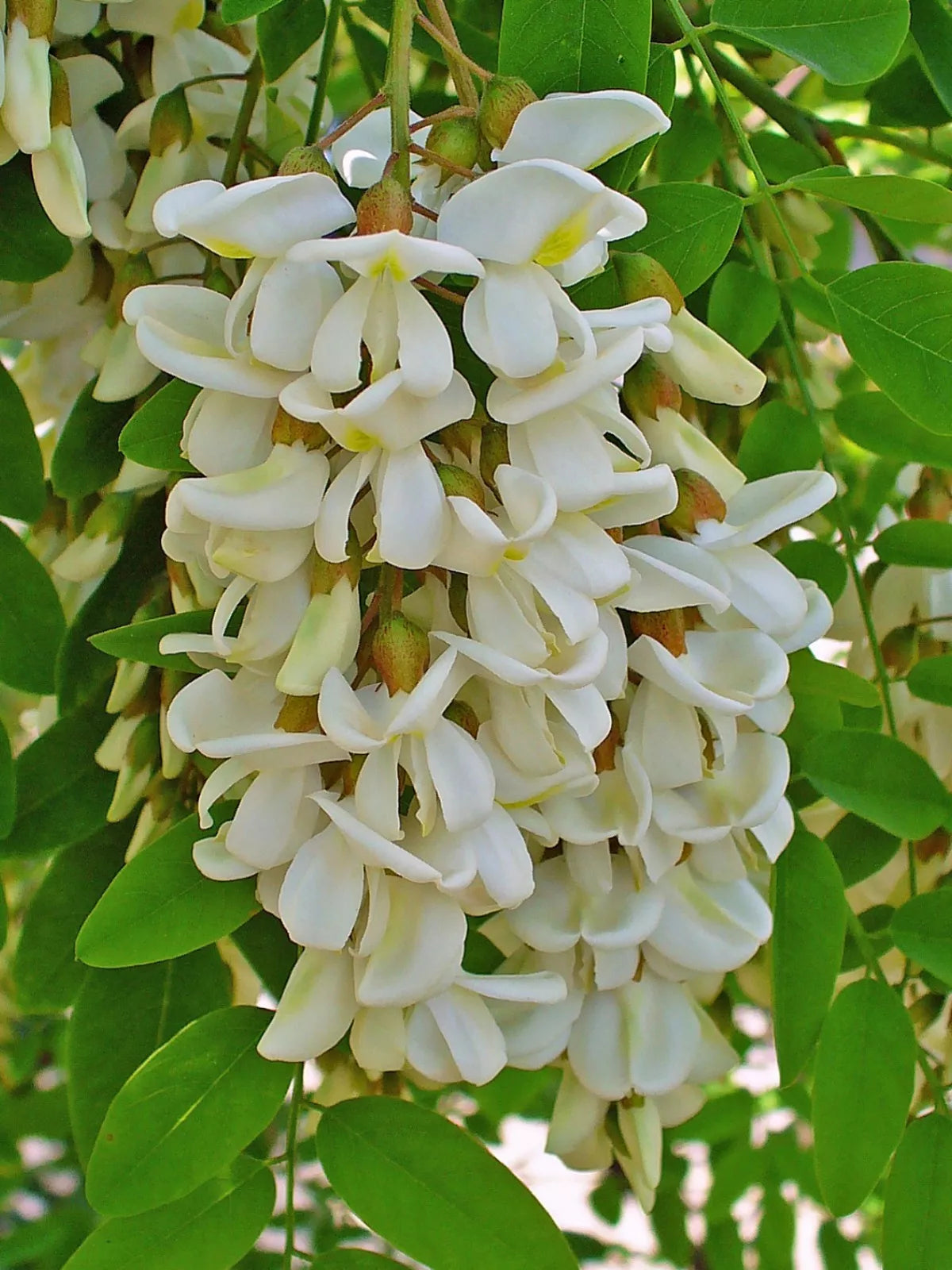 Black Locust Tree Seeds 50 Count Robinia pseudoacacia Drought-Tolerant Fast-Growing Tree Seeds