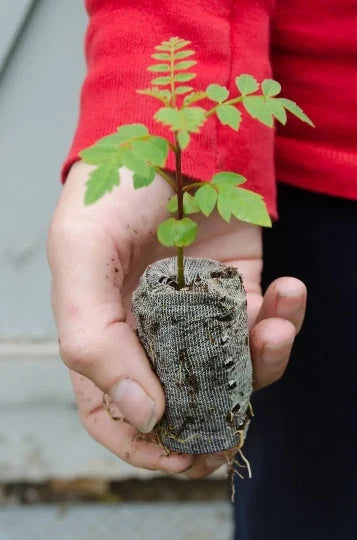 Blue Jacaranda Starter Plugs - Jacaranda mimosifolia - Fast-Growing Tree for Gardens & Landscapes