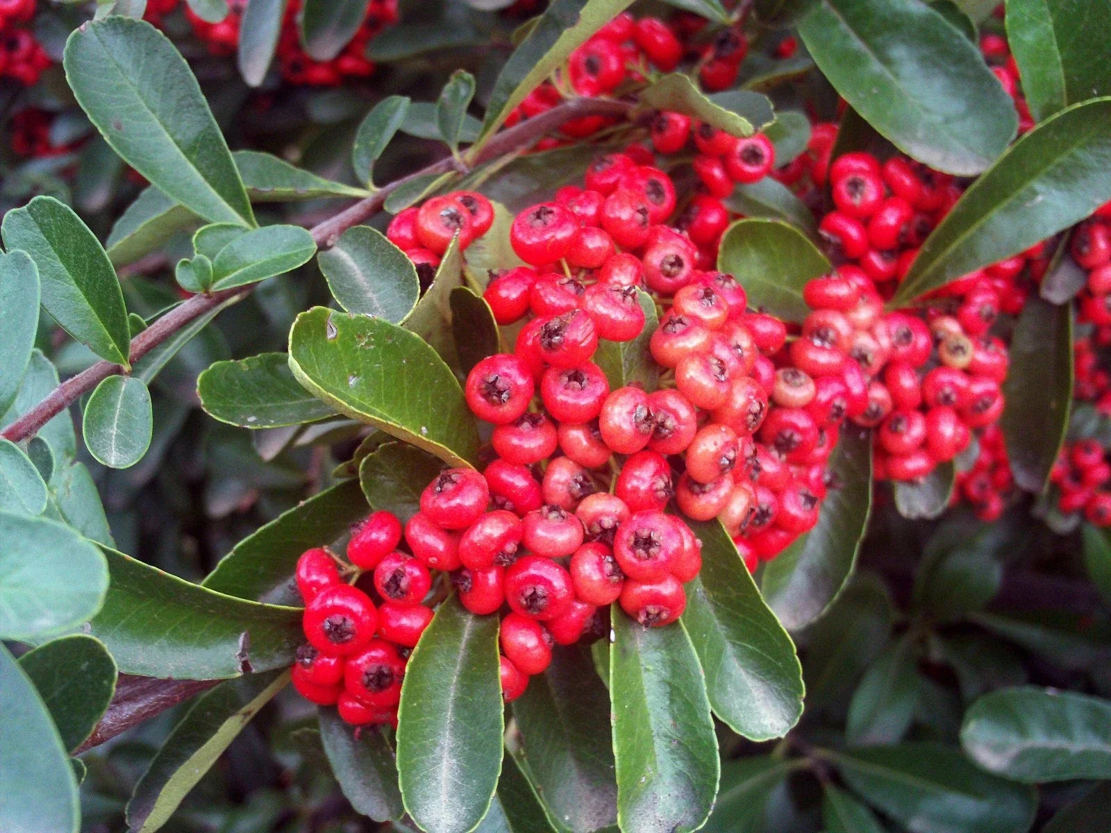 Scarlet Firethorn Seeds - Pyracantha coccinea, Drought Tolerant Ornamental Shrub, Wildlife Attracting, 30 Count