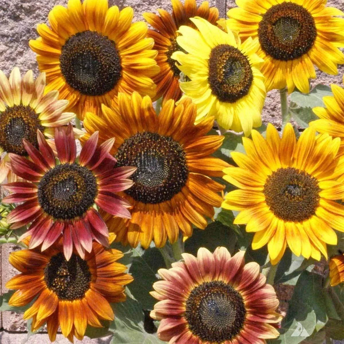 Sunflower Seeds Mix 100+ Count Crazy Mix 15+ Varieties Helianthus annuus Garden Flower Seeds