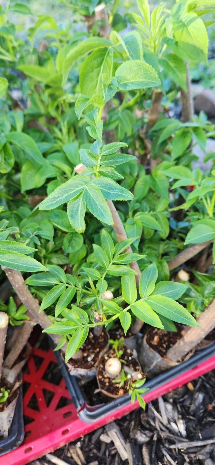 Black Elderberry Plants - 2 Rooted Cuttings - Sambucus nigra - Organic Elderberry Bushes for Garden Landscaping