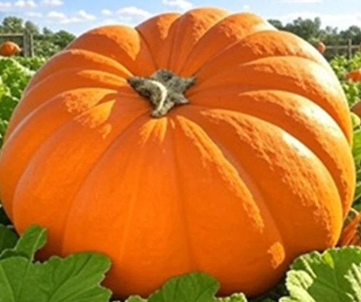 Dills Atlantic Giant Pumpkin Seeds - NON-GMO Heirloom Cucurbita maxima for Home Gardening