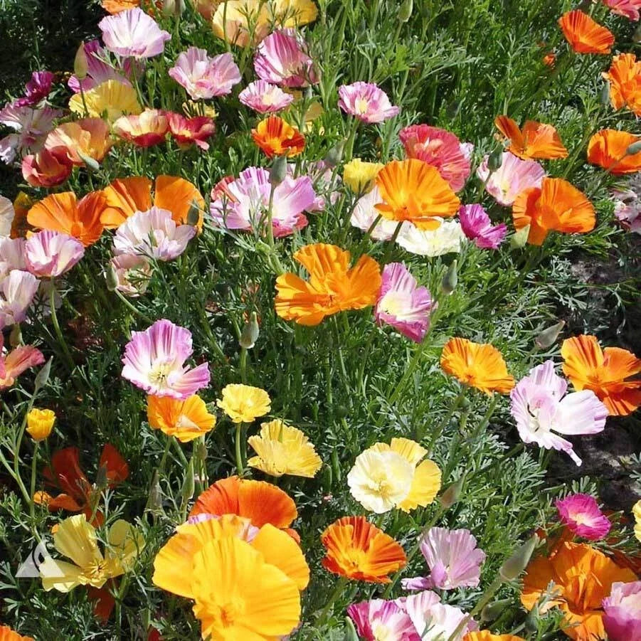 California Poppy Seeds Ballerina Mix – Flower Seeds for Gardens, Borders & Containers – Eschscholzia californica, Organic & Non-GMO