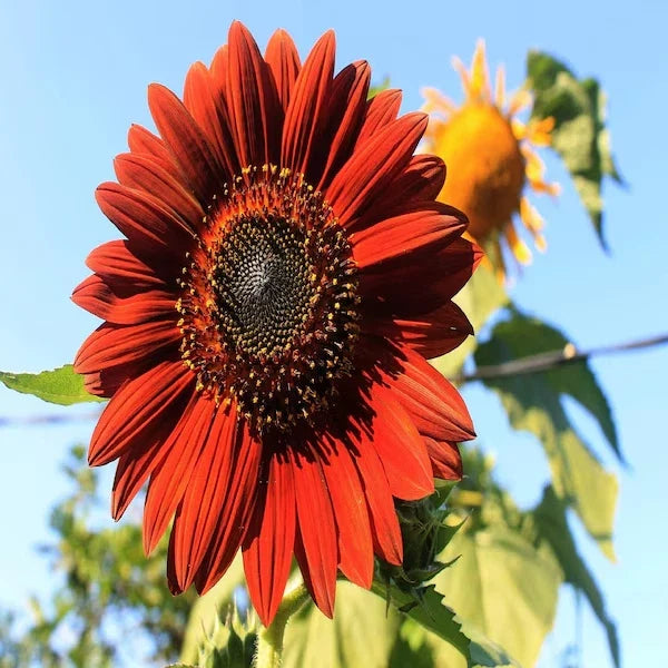 Velvet Queen Sunflower Seeds - Organic 50 Pack - Helianthus annuus - Dark Red Flowers, Attracts Pollinators, Free Shipping