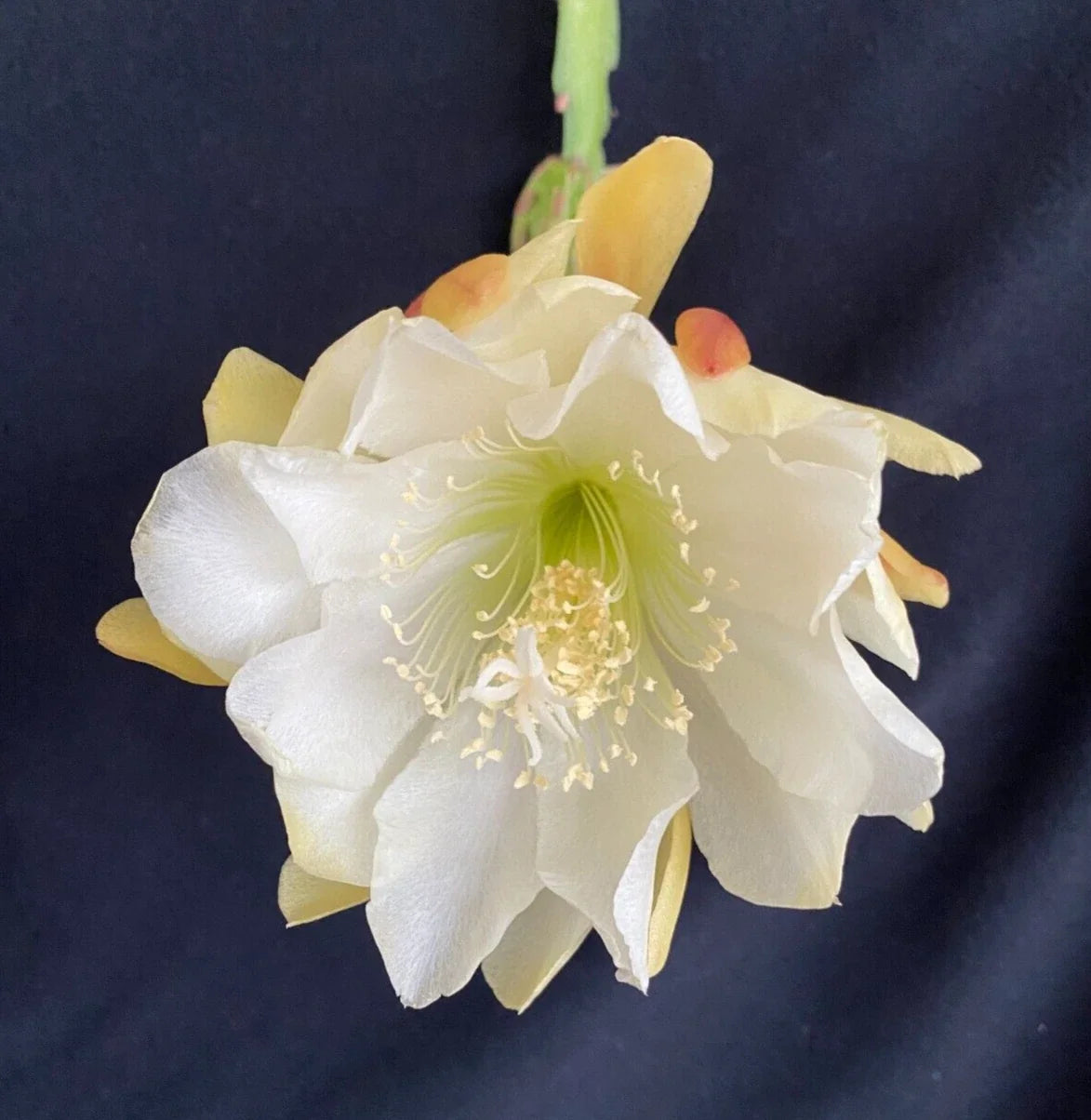 Yellow & White Orchid Cactus Epiphyllum Rooted Plant in 3" Pot, Exotic Epiphyllum Flowering Houseplant