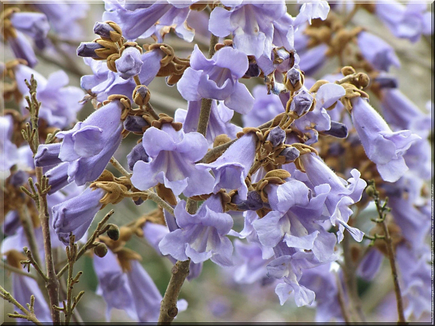 Bulk 100 Royal Empress Tree Seeds | Fast-Growing Paulownia tomentosa for Landscaping & Reforestation