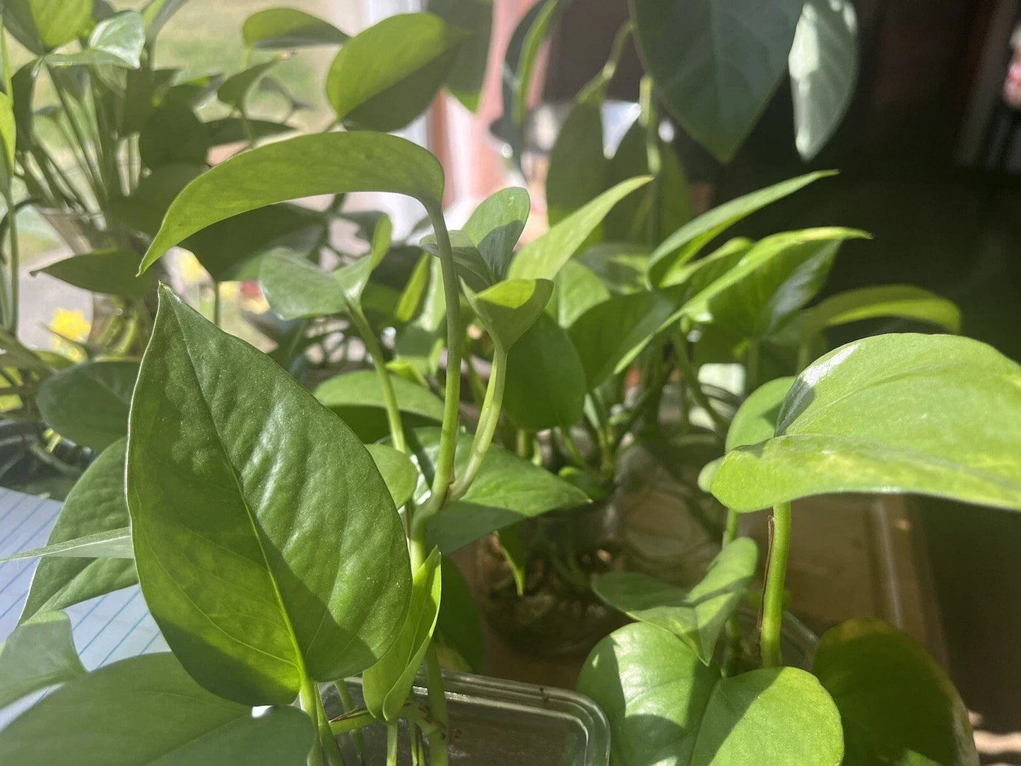 Organic Pothos Plant - Healthy Vibrant Green Epipremnum aureum, Easy Care Indoor Vine