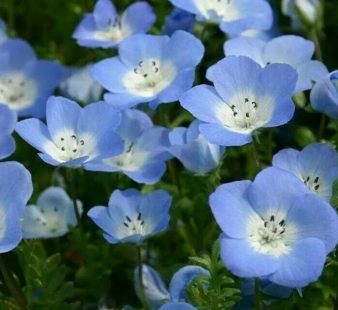 Baby Blue Eyes Seeds - 300+ Nemophila menziesii Annual Flower for Bees & Butterflies