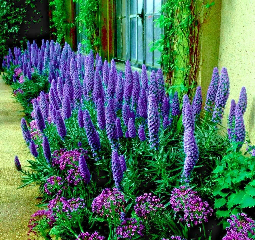 Pride of Madeira Flower Seeds - Blue Echium fastuosum - Pollinator Garden Seeds for Bees & Butterflies
