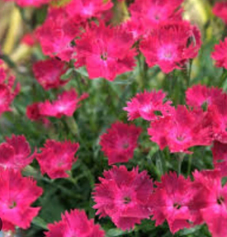 Dianthus Vivid Cherry Bare Root Seedling - Vibrant Red Flowers Perennial Plant for Full Sun Gardens