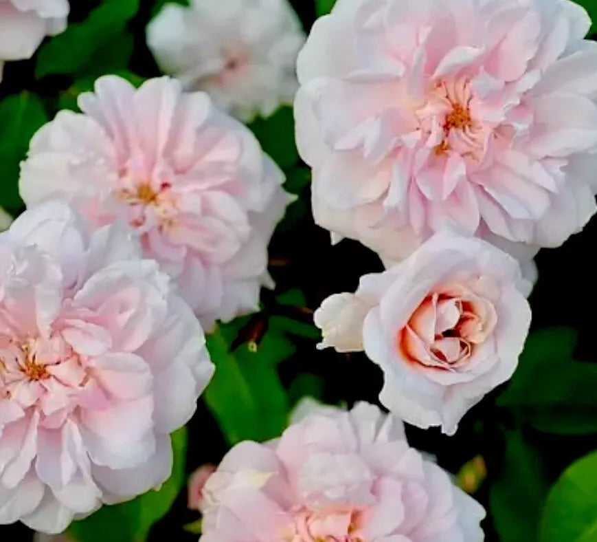 Heirloom Cecile Brunner Rose Cuttings - 16 Premium Rosa 'Cecile Brunner'