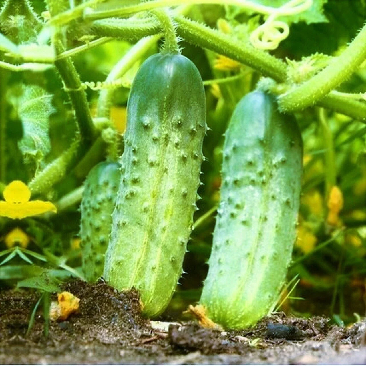Cucumber Seeds | National Pickling Variety | High Yield, Disease Resistant | Cucumis sativus