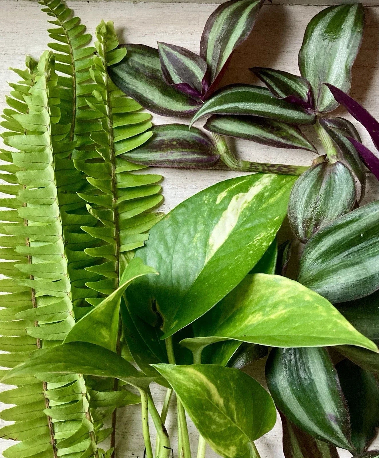 Live Rooted Plant Cuttings - 15 Indoor Houseplants Including Pothos, Ferns, Wandering Jew - Epipremnum aureum, Nephrolepis exaltata, Tradescantia zebrina