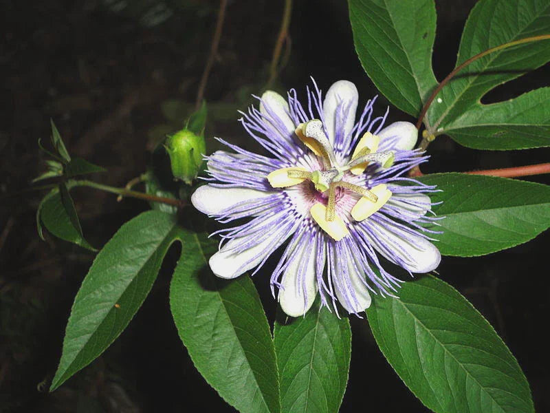 11 Seeds Purple Passion Flower Passiflora Caerulea GroCo USA