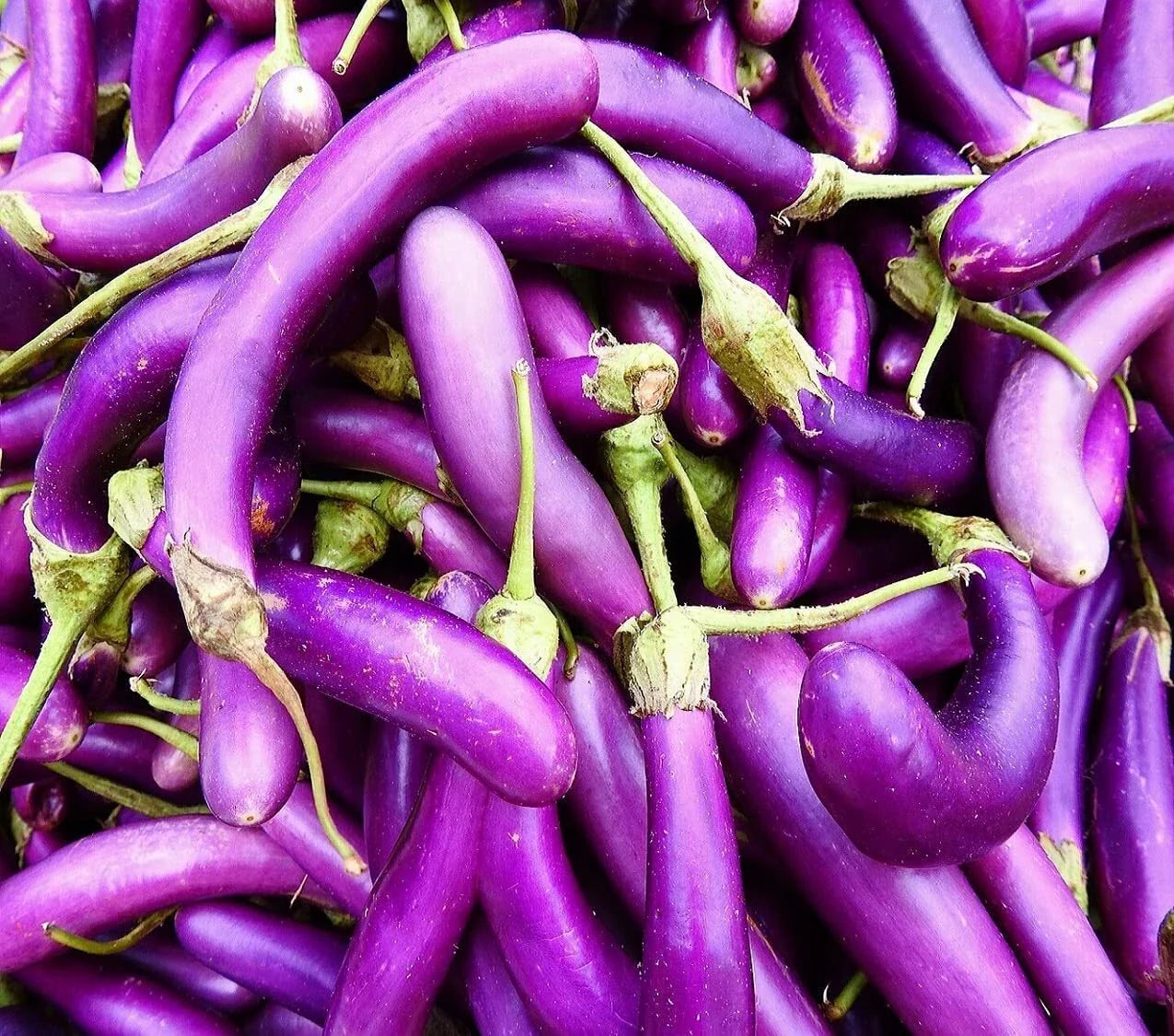 Eggplant Seeds for Planting | 250 Long Purple Solanum melongena Vegetable Seeds for Home Garden Outdoor