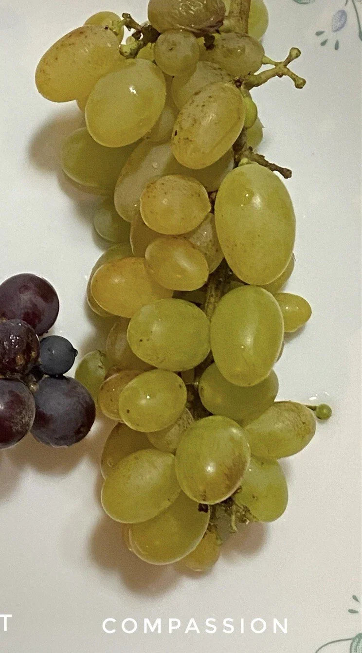 Compassion Grape Cuttings - 4 Healthy Vitis vinifera Cuttings with 2-3 Nodes for Grafting or Rooting