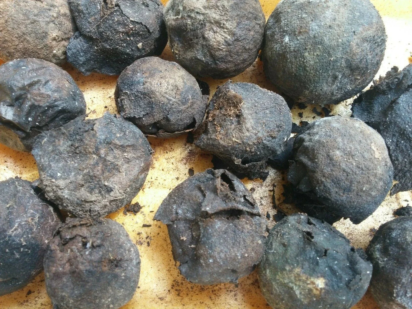Black Walnut Organic Nut Seeds in Husks - Juglans Nigra for Natural Dyeing & Gardening, 30 pcs