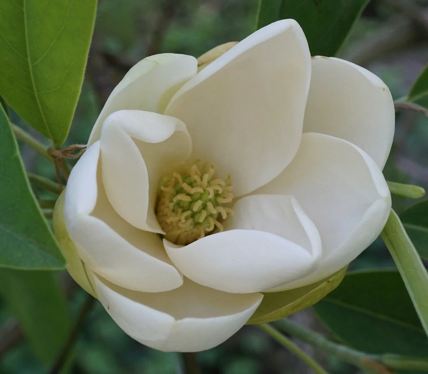 Sweetbay Magnolia Seeds 10 Count - Magnolia virginiana Southern Variety