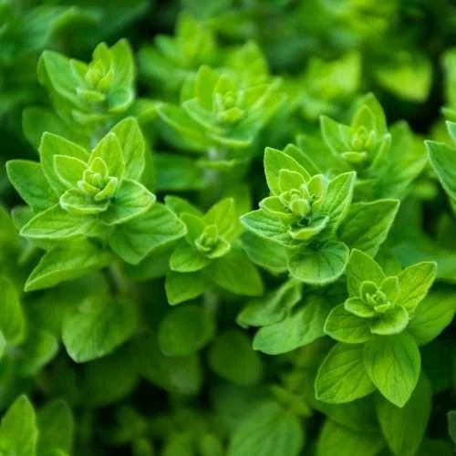 Oregano Seeds Heirloom Non-GMO Culinary Herb Seeds Origanum vulgare Seed Packet