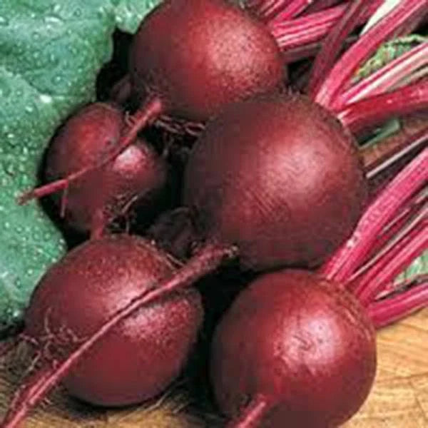 Beet Seeds 500+ Non-GMO Heirloom Ruby Queen Dark Red Sweet Beta vulgaris for Garden, Salad, and Cooking