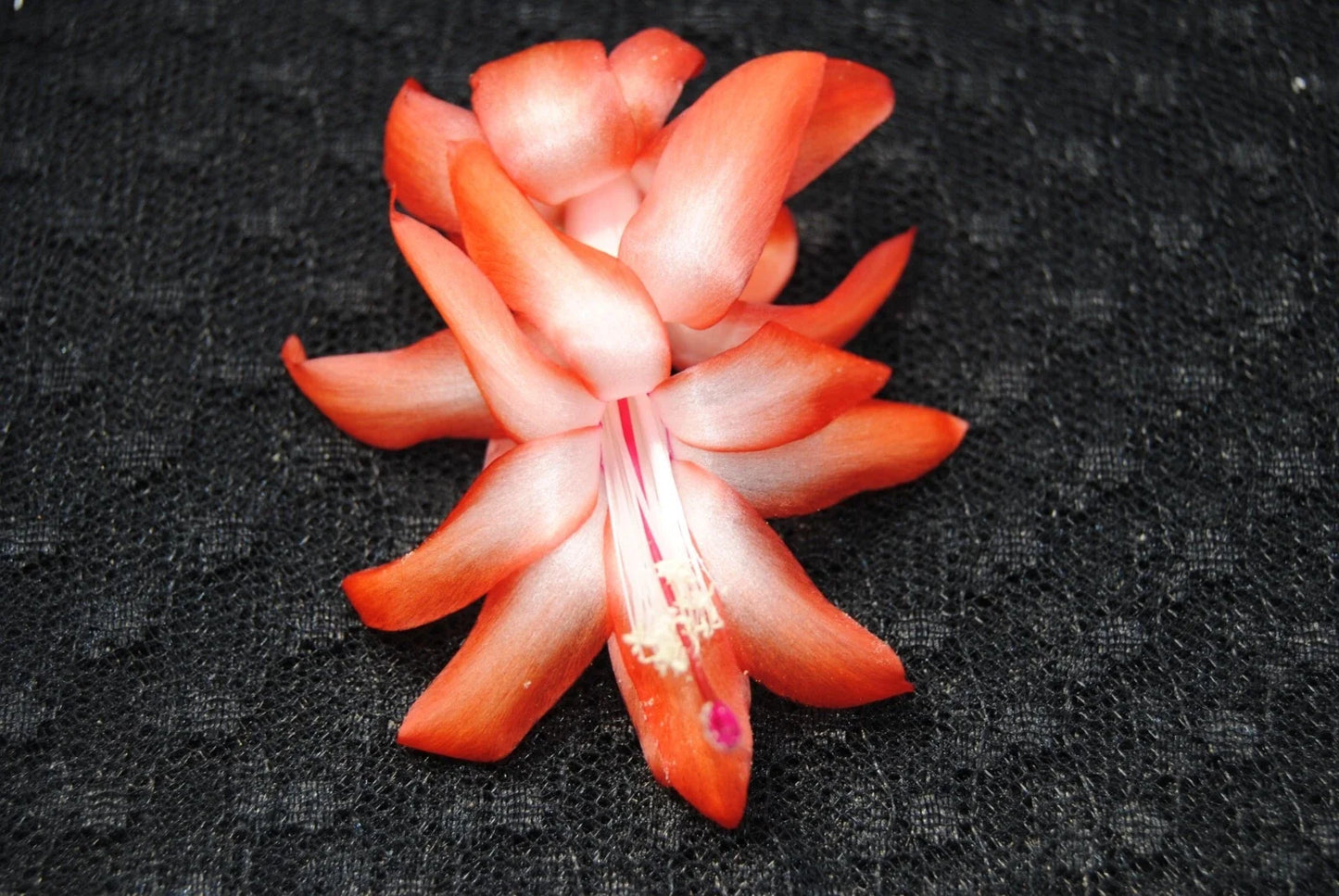 Christmas Cactus Starter Plant - Small Schlumbergera Truncata Orange Norris - Easy Care Indoor Plant for Holiday Blooms