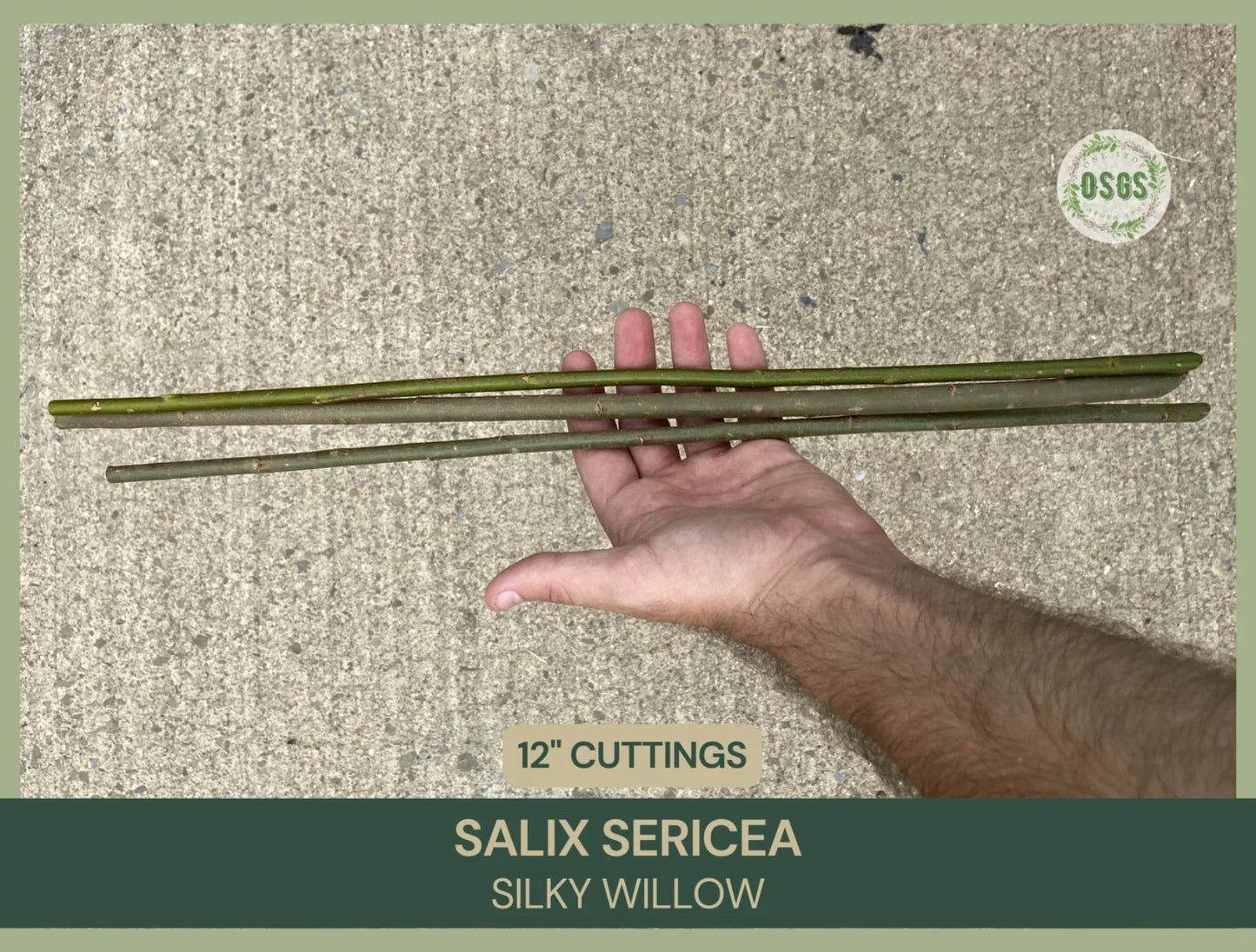 Silky Willow Cuttings | 12-Inch Fresh Salix sericea Native Plant Propagation for Wetlands & Landscaping