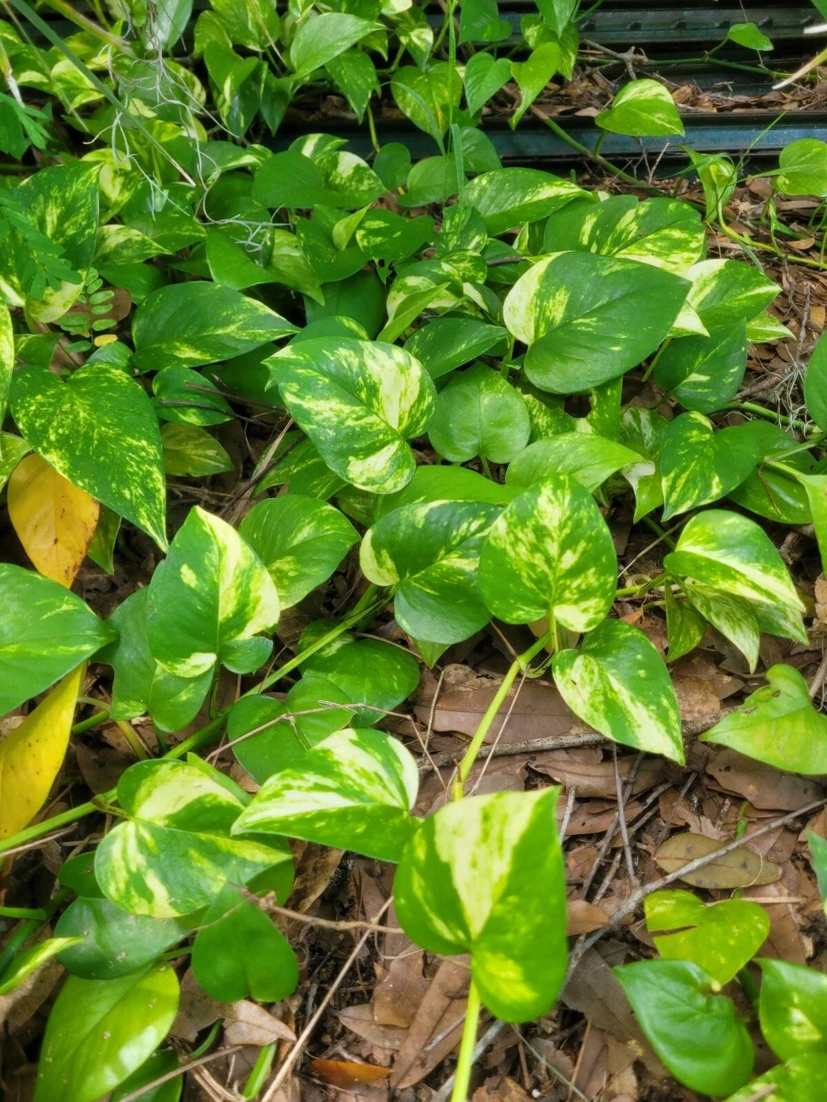 Golden Pathos Live Plant Cuttings – 6 Rooted 3-6 Inches, Epipremnum aureum Indoor/Outdoor Houseplant