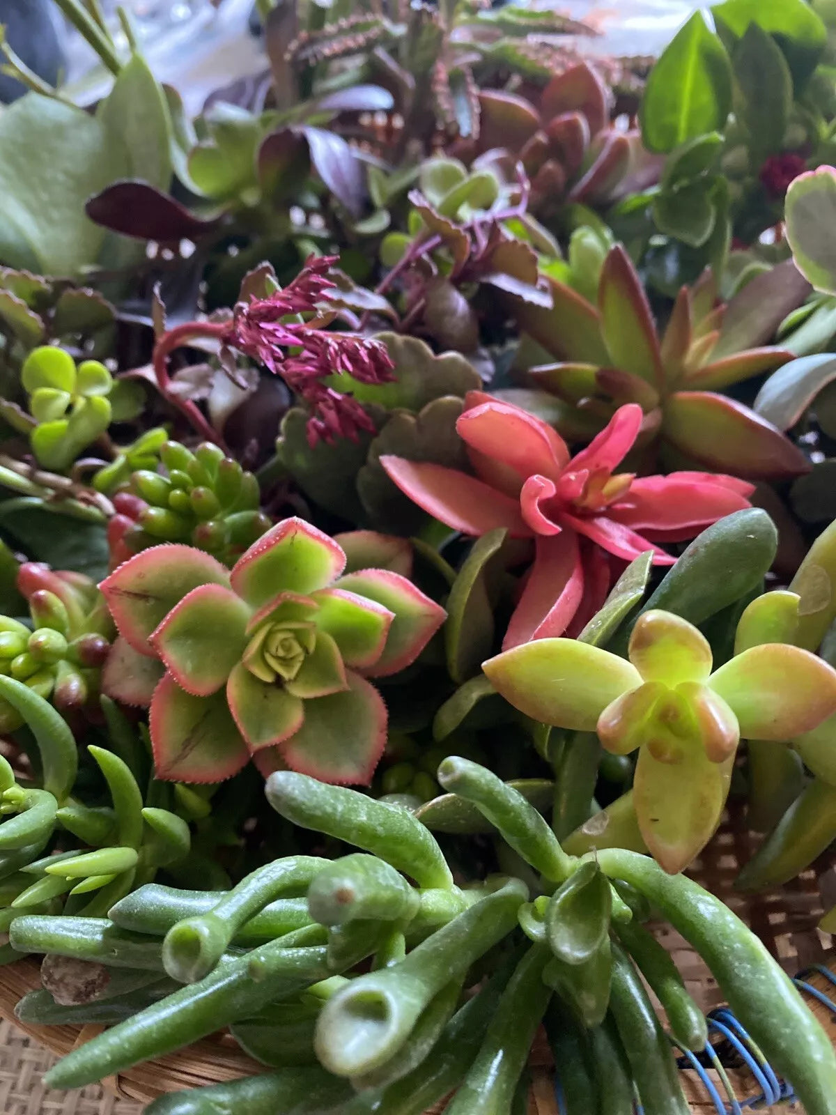 Succulent Cuttings Assortment of 5 Unique Varieties with 1 Free Bonus | Indoor & Outdoor Plants | Easy Care Succulents