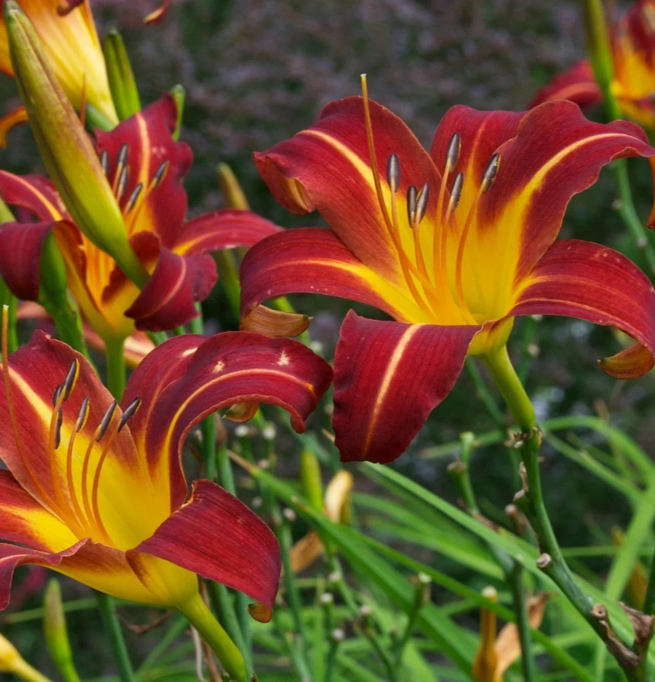 Daylily Starter Plant - Autumn Red - Hemerocallis 'Autumn Red' - Bare Root Perennial Flower