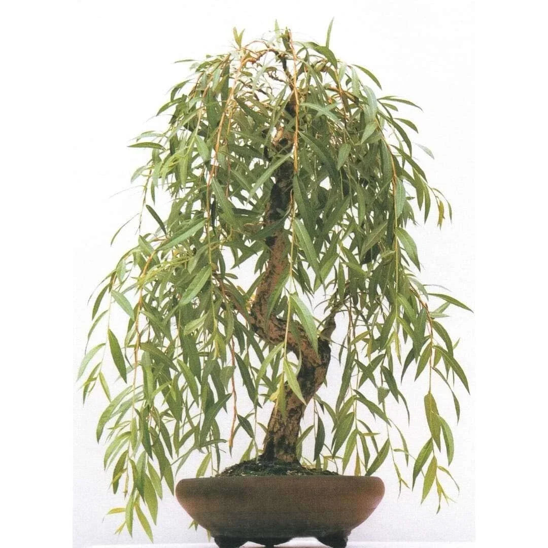 Weeping Willow Bonsai Tree Cutting with Gold Bark & Green Foliage – Salix babylonica 'Anna'