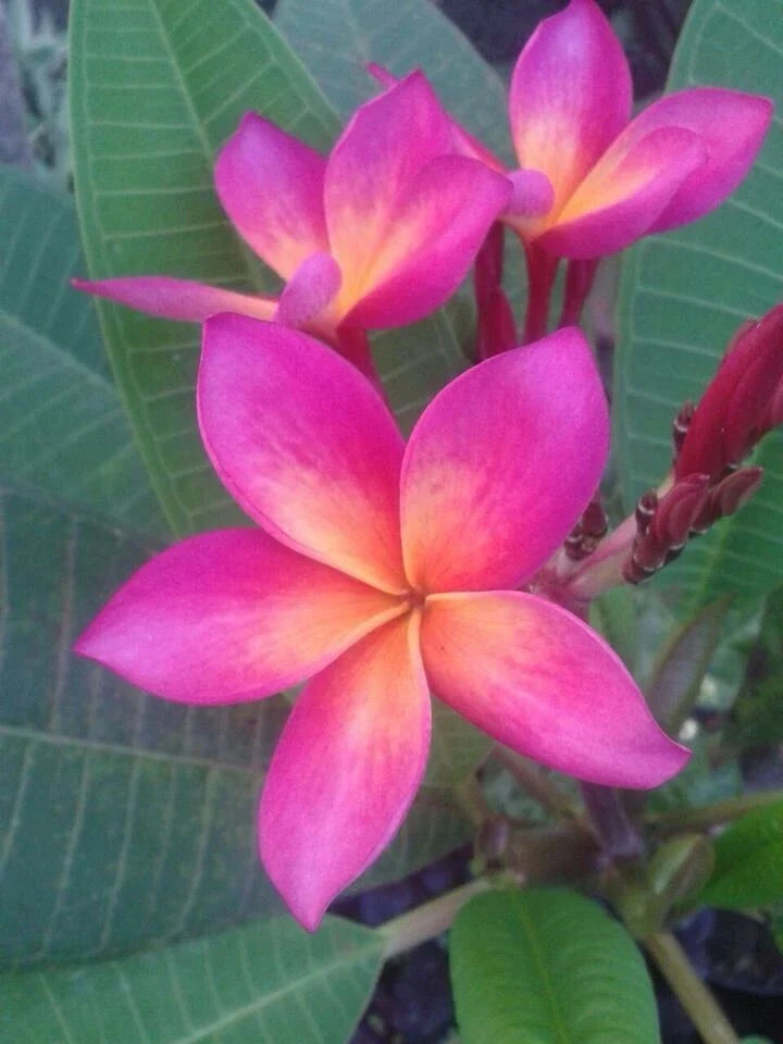 Plumeria Seeds - Bright Pink Orange Flowers - Perennial Frangipani Seeds - Tropical Garden Plant Collection