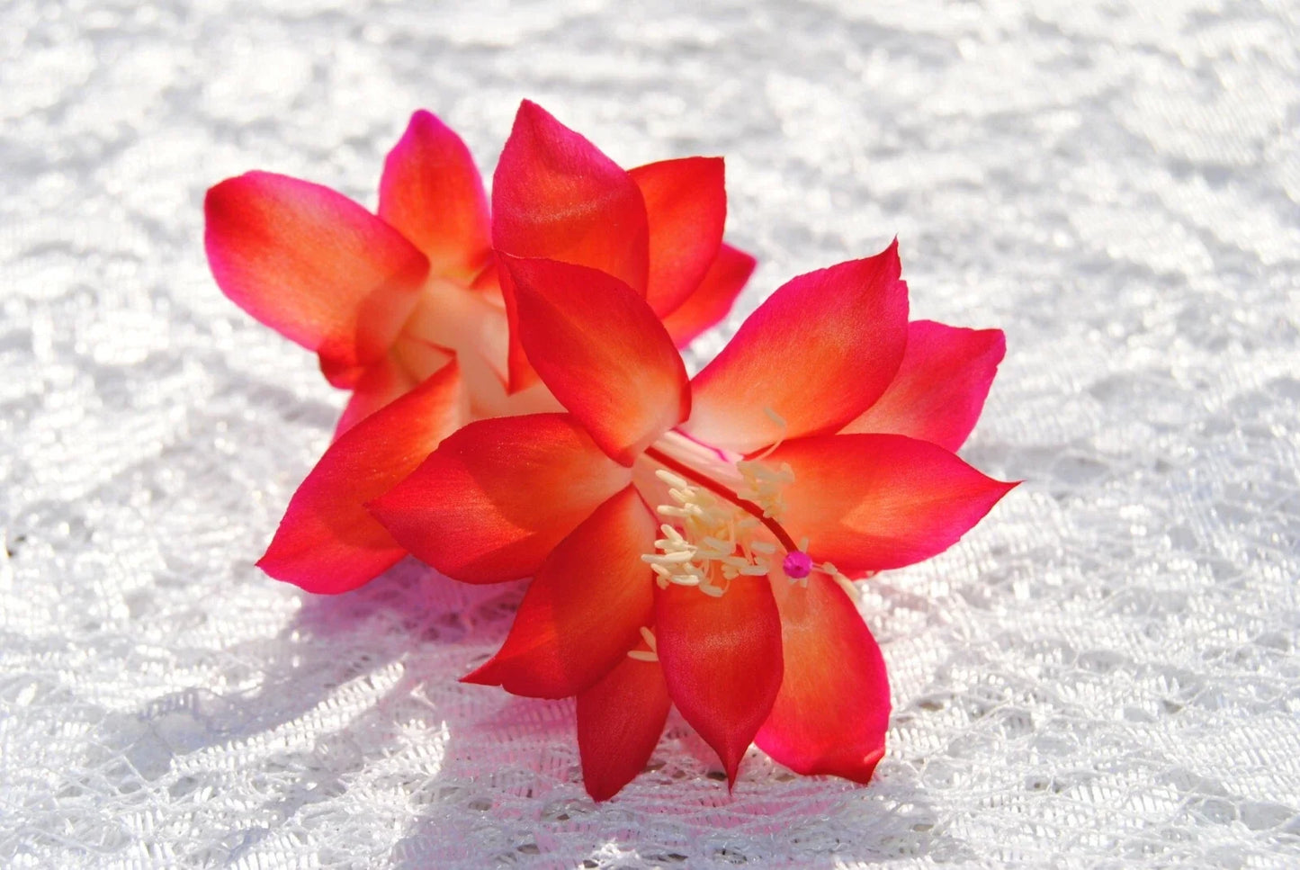 Christmas Cactus Starter Plant Roxanne Variety Schlumbergera Truncata Well-Rooted Indoor Plant