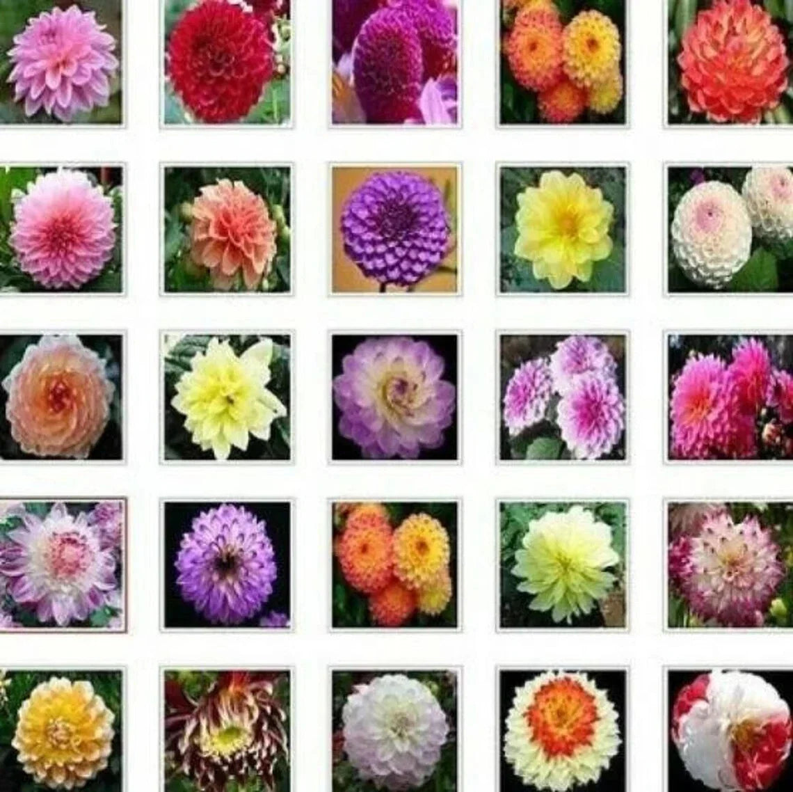 Dahlia Flower Seeds - 20PCS Mix Color - Perennial Varieties - Dahlia pinnata - Garden, Cut Flowers, Pollinator Attracting