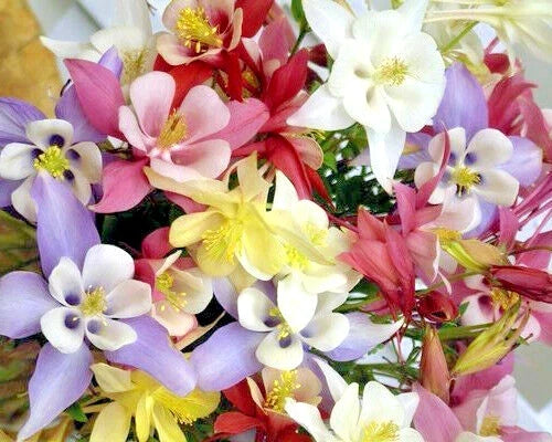 Columbine Seed Mix, 400+ Seeds, All Colors, Aquilegia spp., Easy to Grow, Pollinator Friendly, Garden & Container Planting