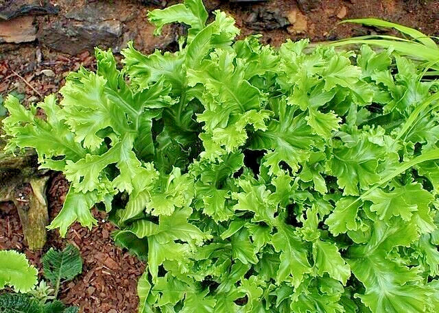Crested Tongue Fern Spores 1000 Count, Cold Hardy Asplenium scolopendrium, Shade Plant, Low Maintenance Ferns