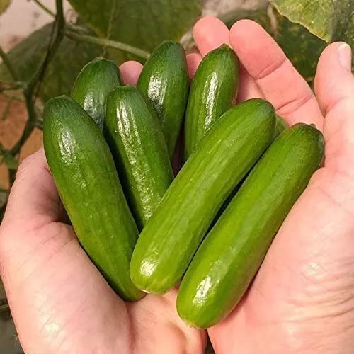 Mini Vegetable Seeds - 30 Mini-Me Cucumber Seeds - Cucumis sativus - Compact Vining Variety for Home Gardening
